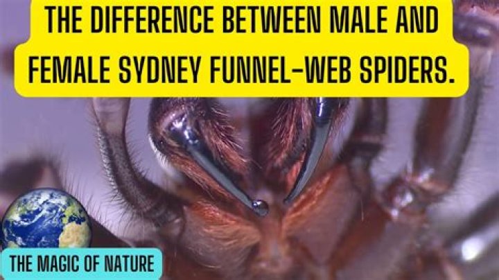 Do both male and female spiders make webs?