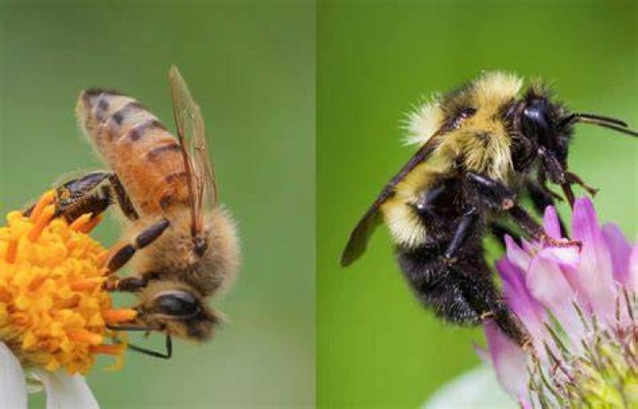 Do bumble bees and honey bees live together?