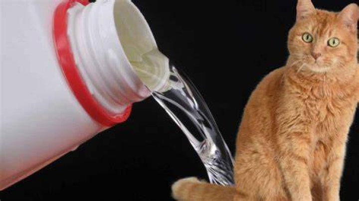 Do cats hate the smell of bleach?