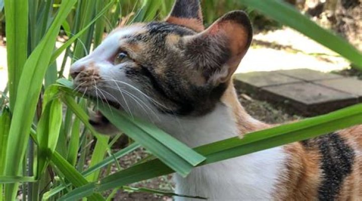 Do cats like lemongrass?