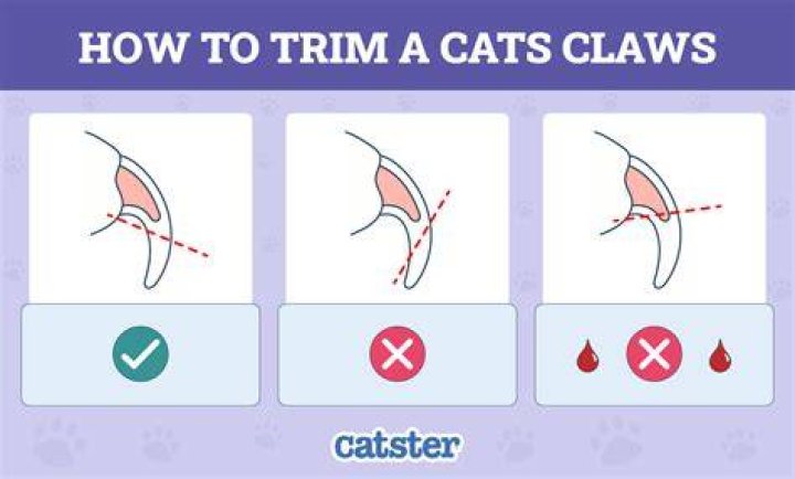 Do cats trim their own back nails?