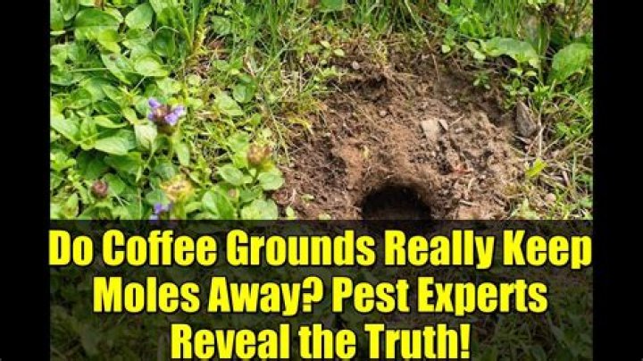Do coffee grounds keep moles away?