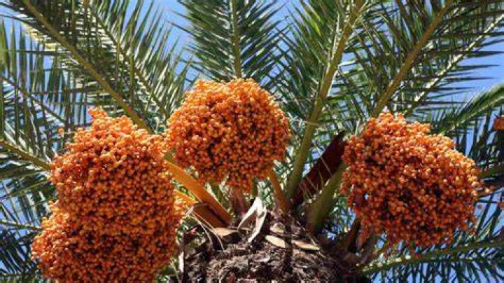 Do dates go on trees?