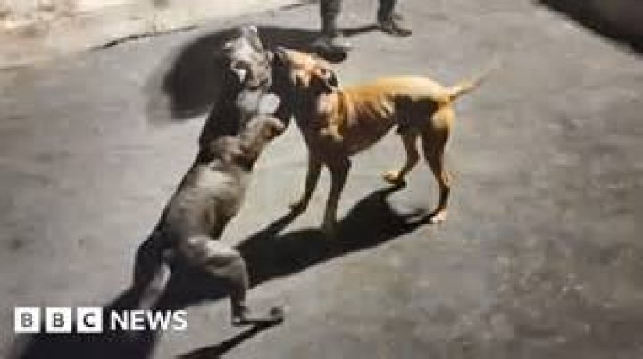 Do dog fights end in death?