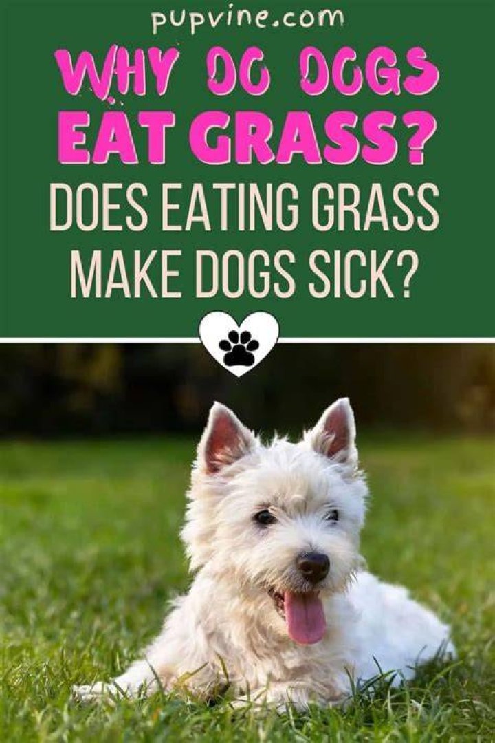 Do dogs eat grass when they are sick?