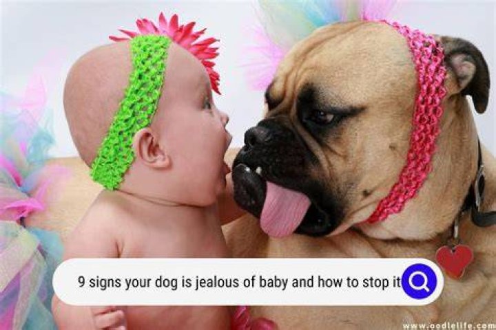 Do dogs get jealous when your pregnant?