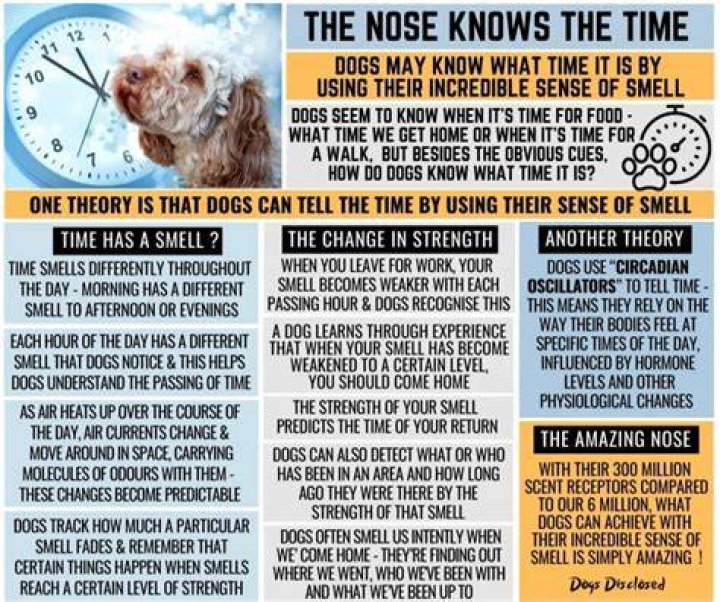 Do dogs know the smell of their owners?