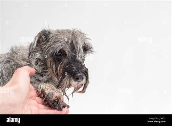 Do dogs like being wet?