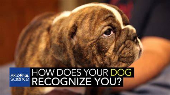 Do dogs recognize size?