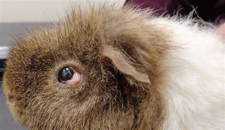 Do guinea pigs know when you're crying?
