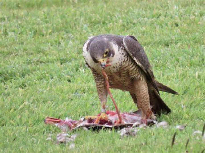 Do hawks eat cuckoo birds?