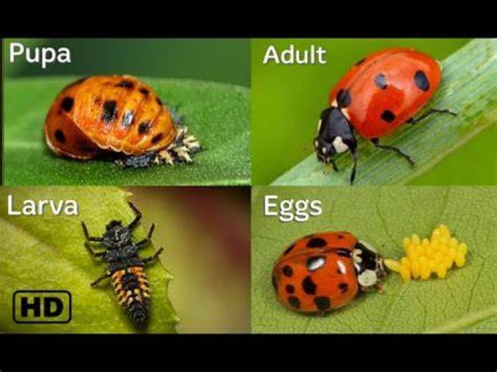 Do ladybugs eat their babies?