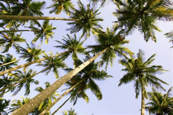Do palm trees go dormant in winter?