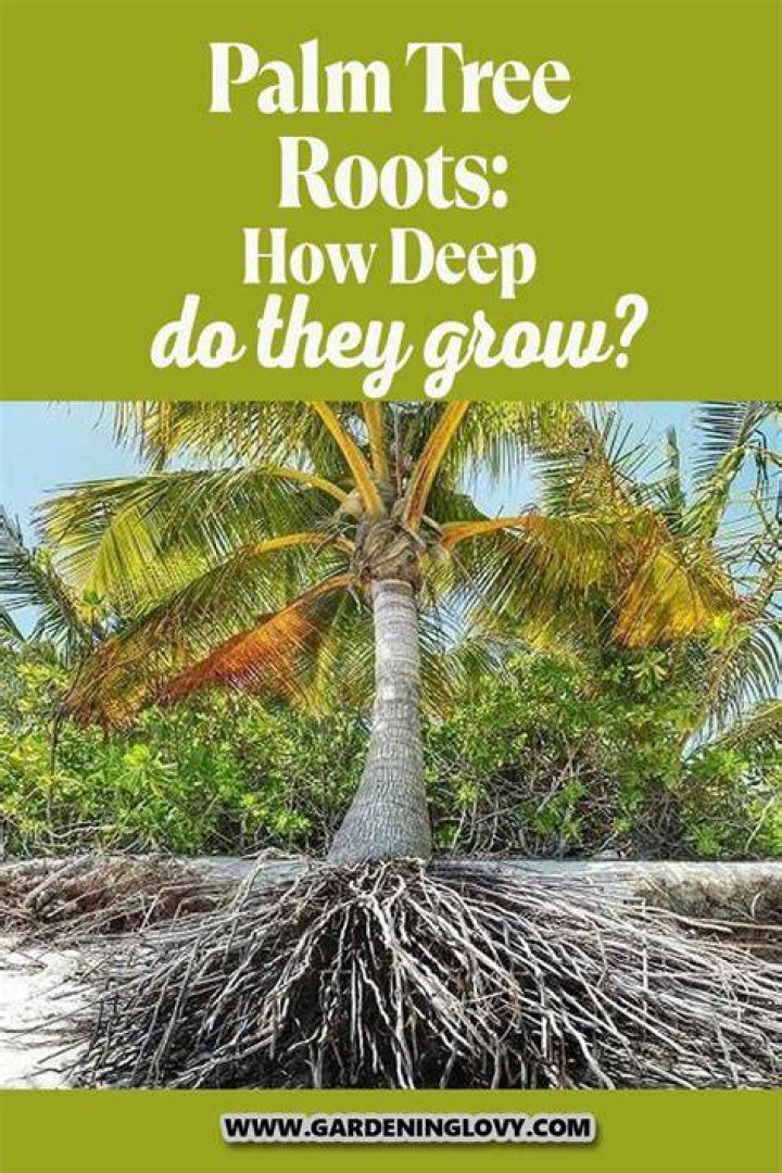 Do palms have deep roots?