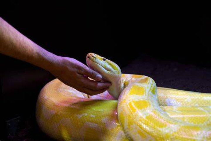 Do pet snakes love their owners?