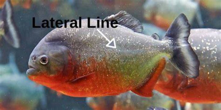 Do piranhas taste like blood?
