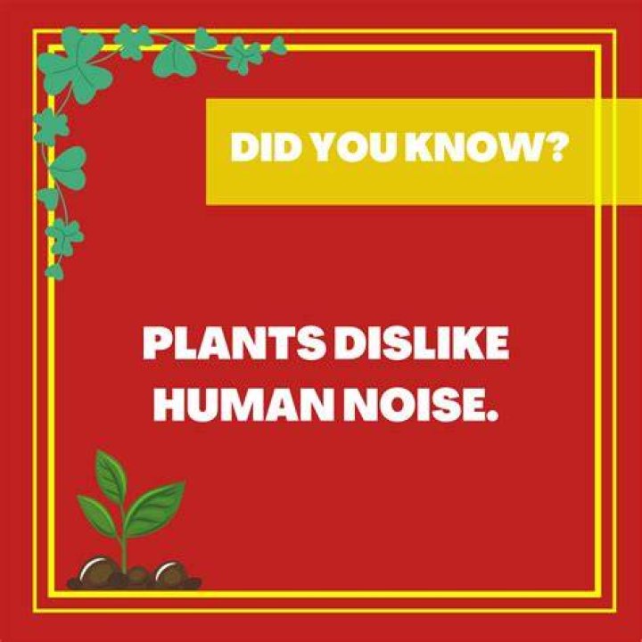 Do plants dislike human noise?