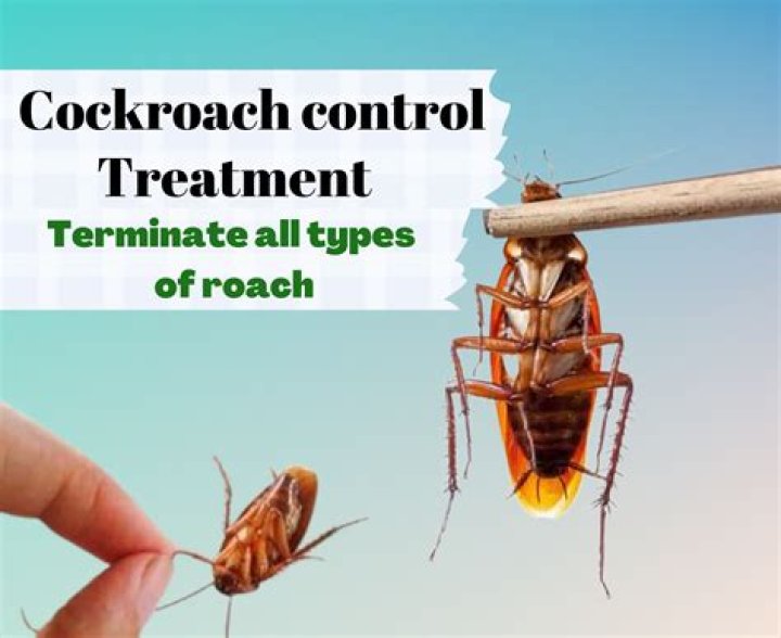 Do roaches have tongues?