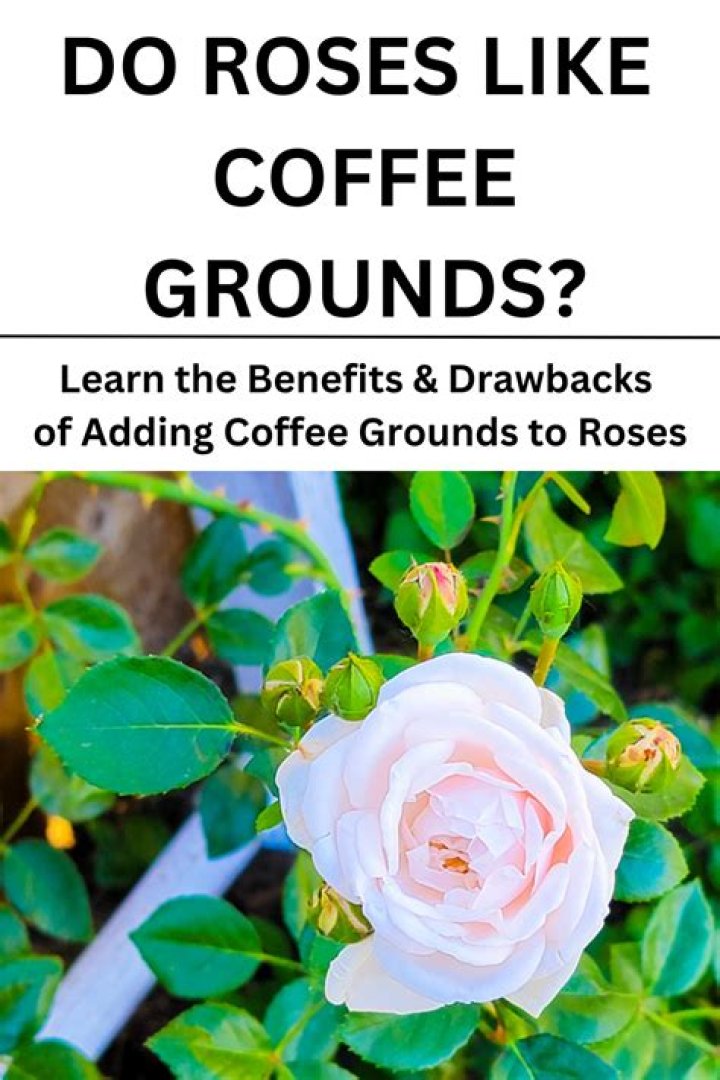 Do roses like used coffee grounds?