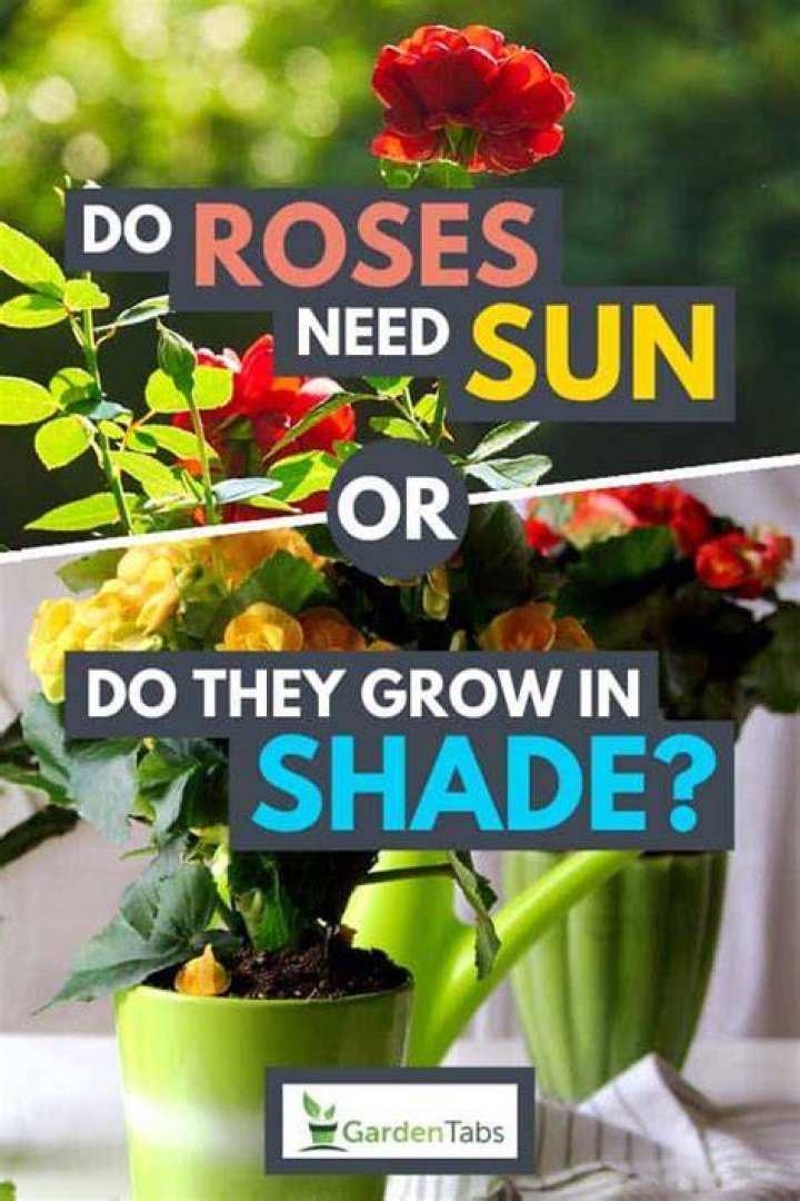 Do roses need sun or shade?