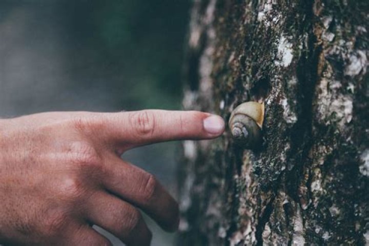 Do snails climb?