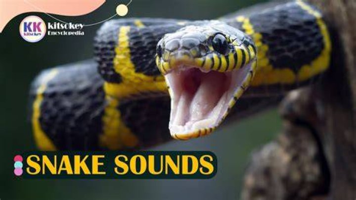 Do snakes make noise?