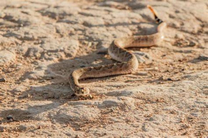 Do snakes scared of humans?