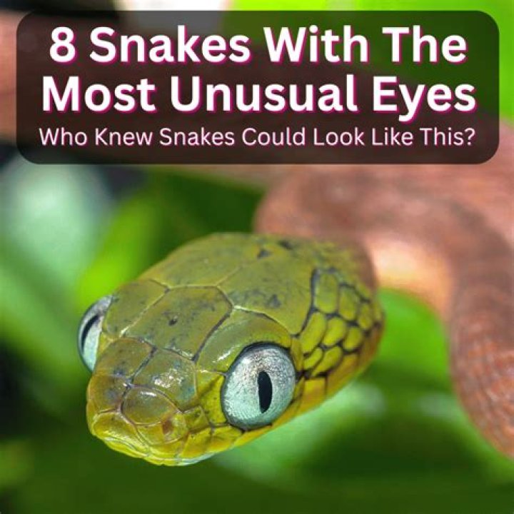 Do snakes shut their eyes?