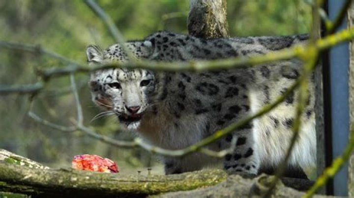 Do snow leopards eat meat or plants?