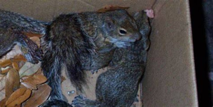 Do squirrels carry the plague?