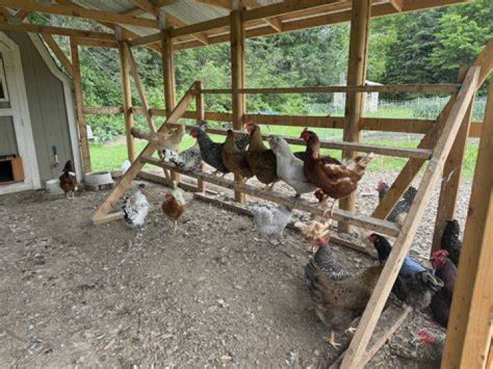 Do the chickens have to go outside to be considered free range?