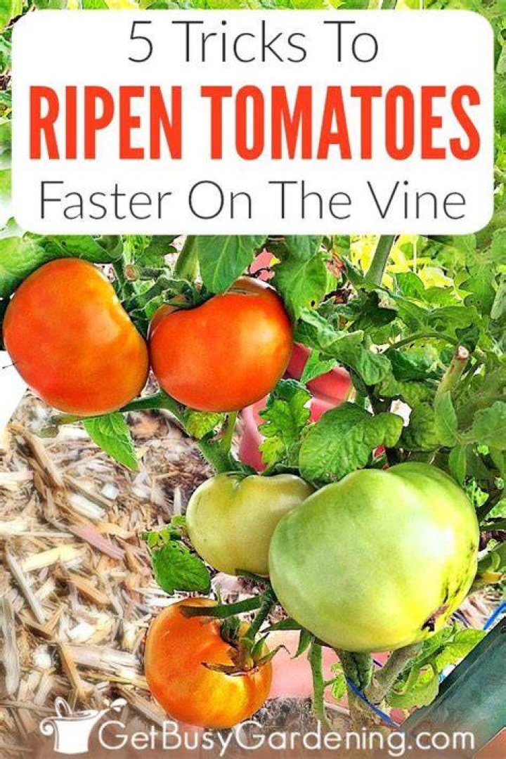 Do tomatoes ripen faster off the vine?