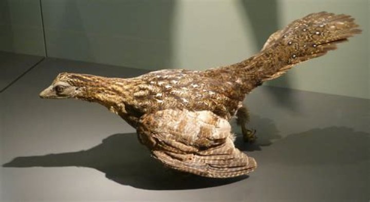 Do we share DNA with dinosaurs?