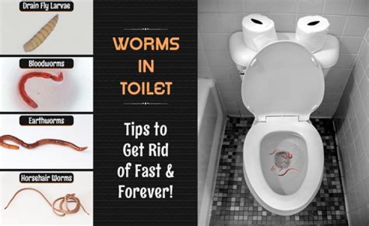 Do worms eat toilet paper?