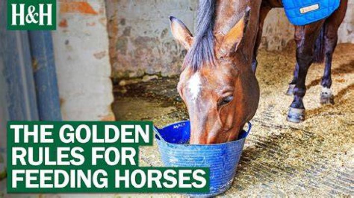 Do you have to feed horses every day?