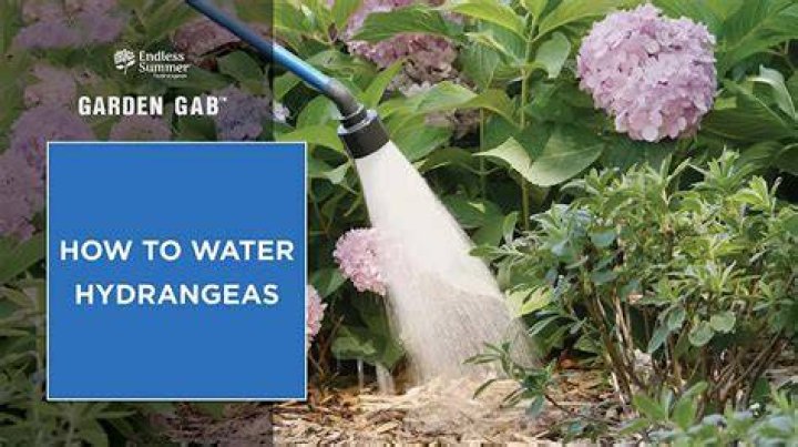 Do you water hydrangeas every day?