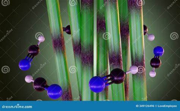 Does bamboo have cyanide?