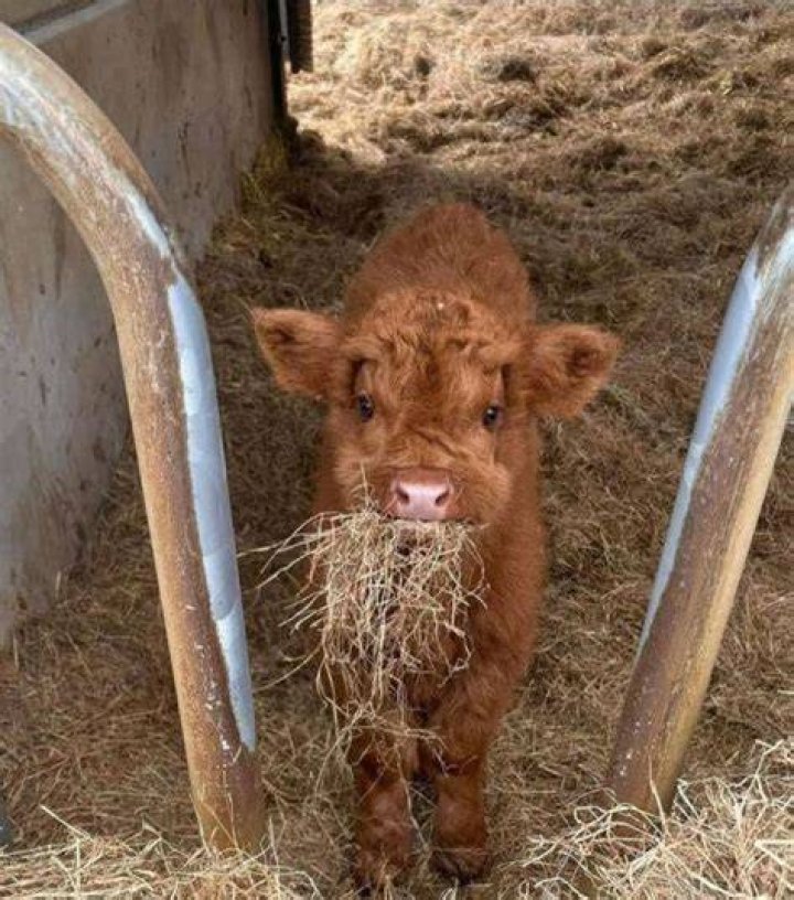Does Canada have a lot of cows?