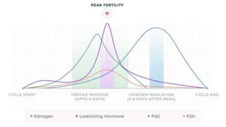 Does ginger affect female fertility?