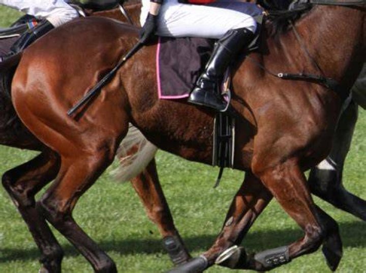 Does it hurt racehorses when they are whipped?