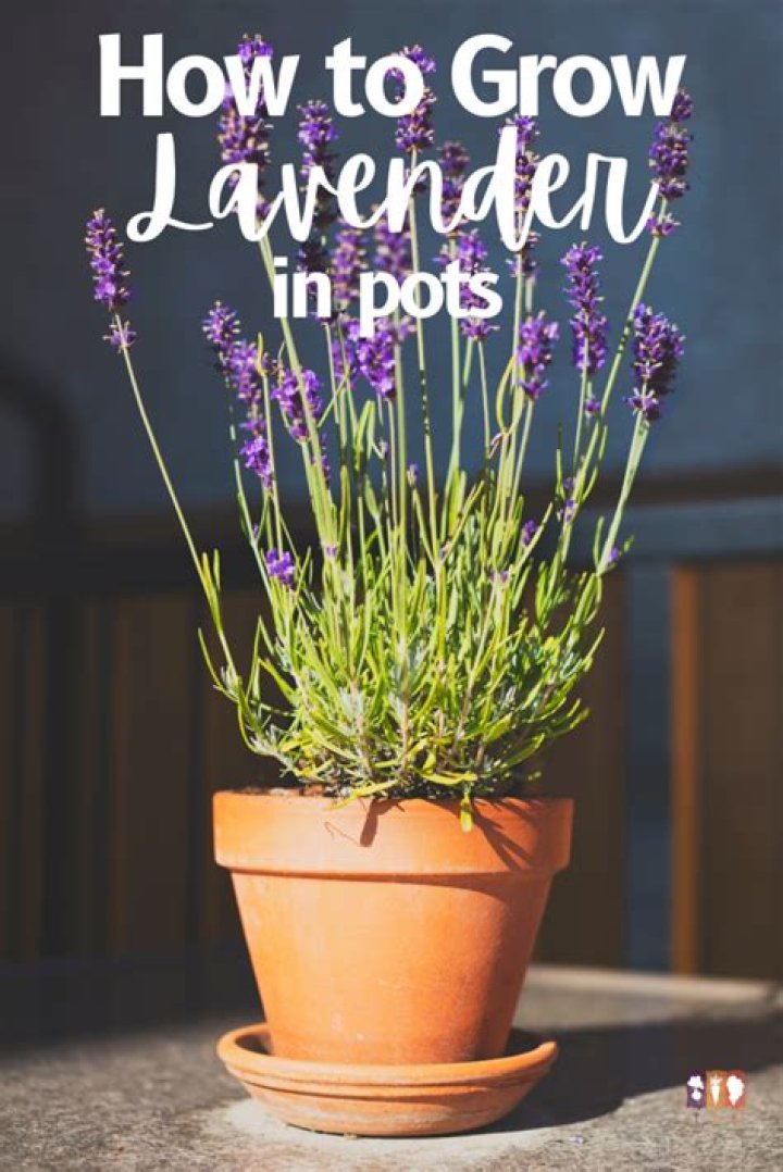 Does lavender grow better in pots or ground?