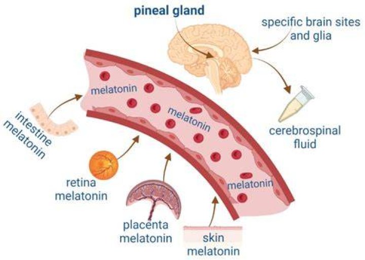 Does melatonin help with tinnitus?