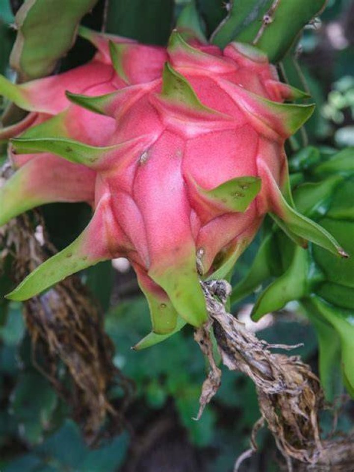 Does Queen of the Night produce fruit?