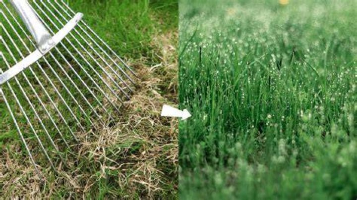 Does raking dead grass help it grow?
