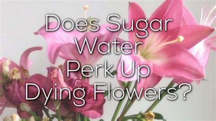 Does sugar prolong the life of cut flowers?