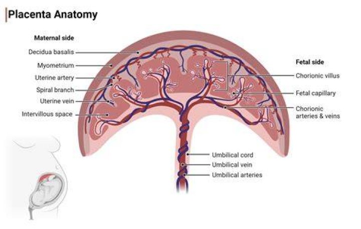 Does the placenta have moms DNA?