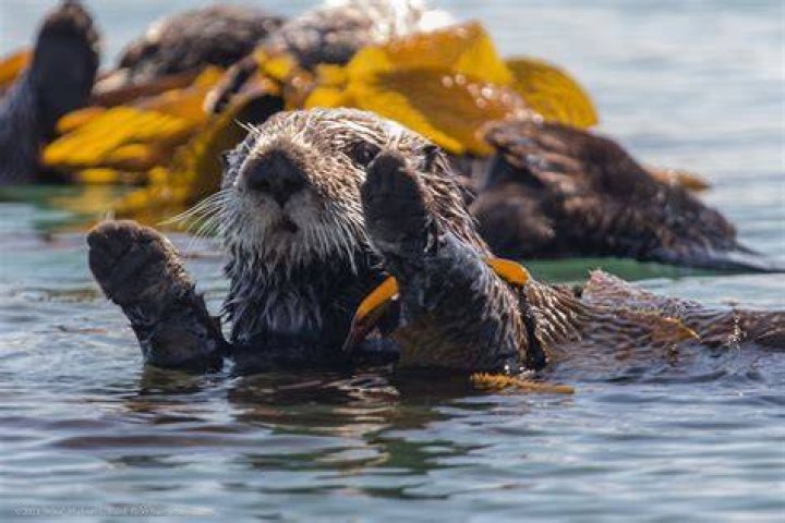 How are sea otters adapted to their environment?