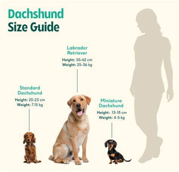 How big are miniature Dachshunds UK?