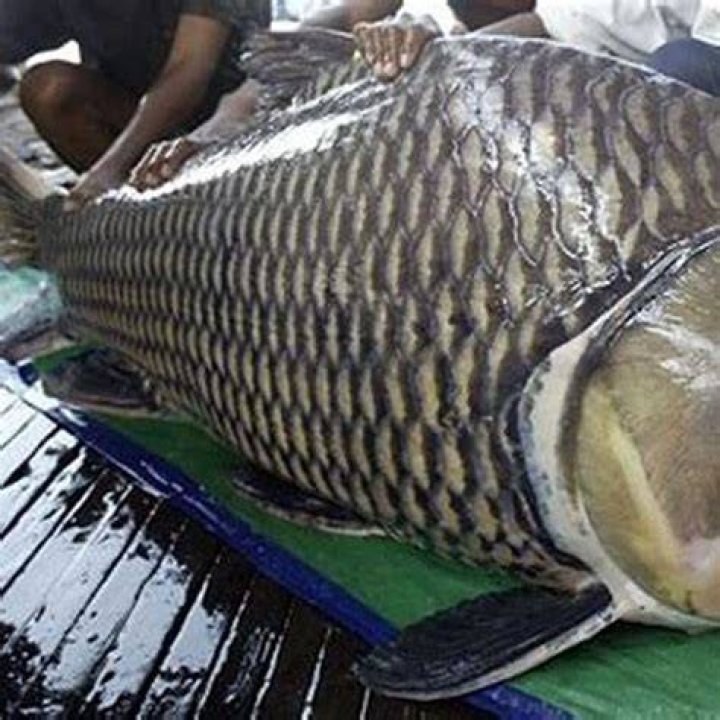 How big can barbs get?