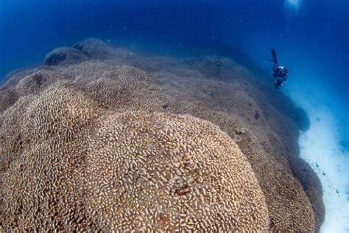 How big is a single coral?